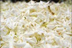 Sugandha_Kuti_Vandana_(46)